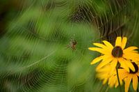 Spinne im Netz mit Rudbeckia im Hintergrund.