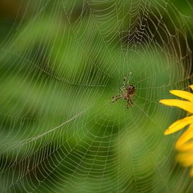 Spinne im Netz mit Rudbeckia im Hintergrund. von Inge van Dam