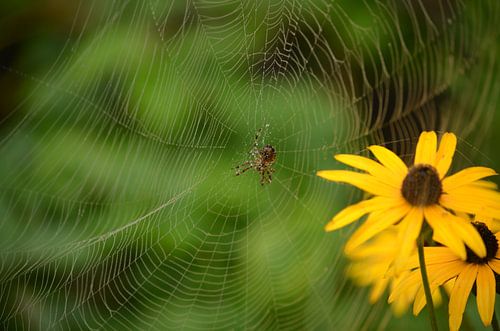 Araignée en toile avec Rudbeckia en arrière-plan.