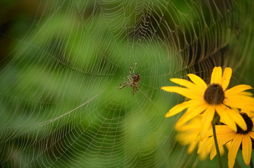 Spinne im Netz mit Rudbeckia im Hintergrund. von Inge van Dam