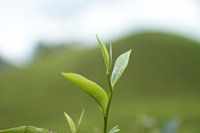 Thee plant