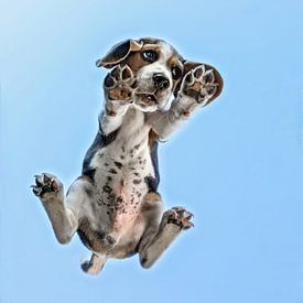 under beagle puppy by gea strucks
