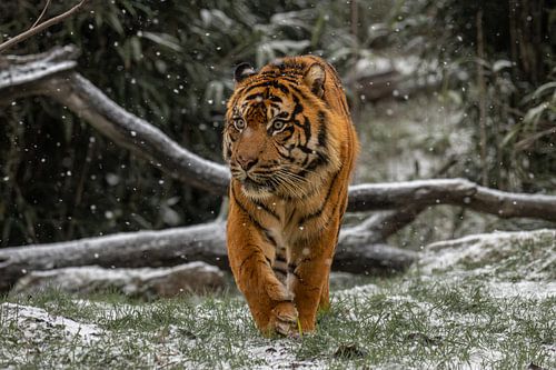Tijger