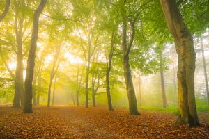 Atmosphärischer Waldweg im Herbst mit Nebel in der Luft