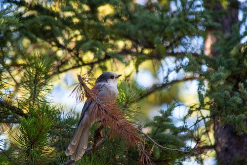 Vogel Notenkraker Canada