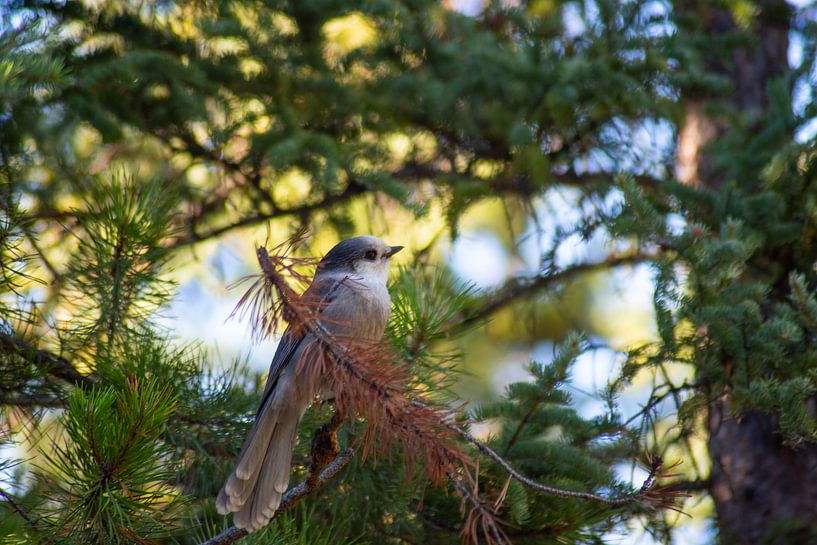 Bird Nutcracker Canada by Robinotof