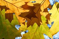 Herfstbladeren
