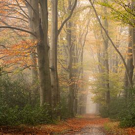 Autumn picture with fog on the Veluwe by Esther Wagensveld
