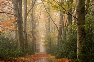 Herfstplaat met mist op de Veluwe
