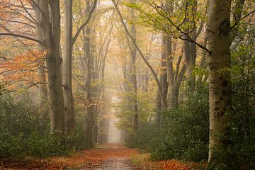 Herbstbild mit Nebel auf der Veluwe von Esther Wagensveld