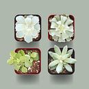 Vier Vetplantjes van Color Square thumbnail