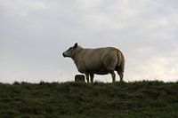 Schafe auf dem Deich