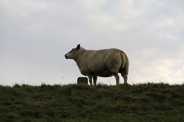 Sheep on the dike by VenPhoto