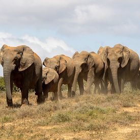 Elefantenherde Afrika Wilf-Life von Gertjan Hesselink