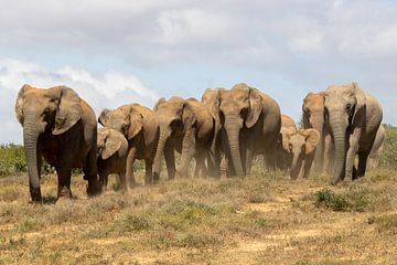 Kudde olifanten Zuid-Afrika Wild-Life van Gertjan Hesselink