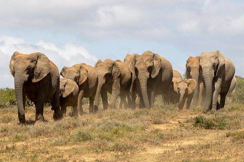 Herd of elephants Africa Wilf-Life