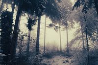 Bäume im Nebel, Österreich
