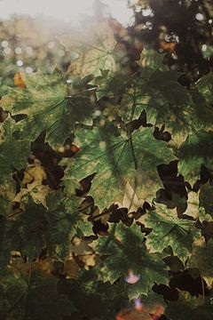 Groene bladeren in ochtendlicht van Denise Tiggelman