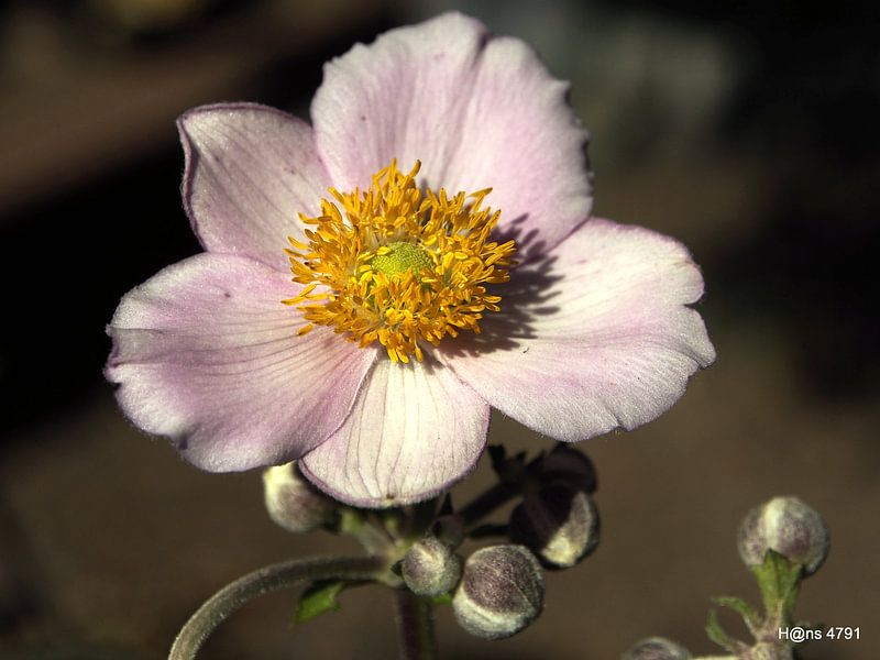 Pink ribbon 2013 by Hans van Kaam