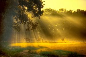 Pannenhoef Morgennebel von Egon Zitter