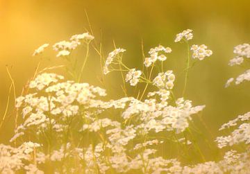 Witte bloemetjes in het warme licht van Maickel Dedeken