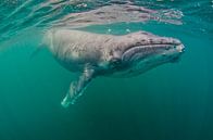 Eye to eye with a giant by Joost van Uffelen thumbnail