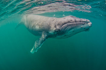 Oog in oog met een gigant