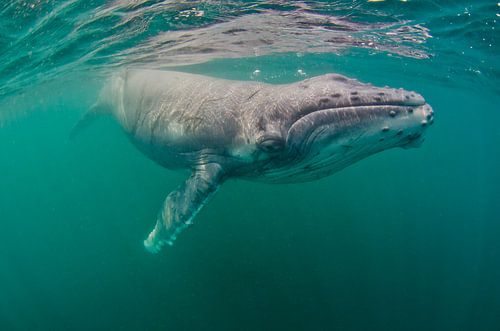 Oog in oog met een gigant