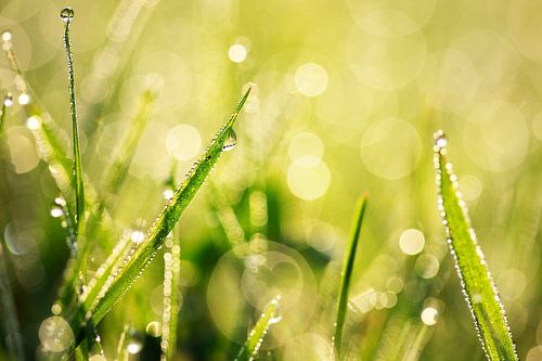 Tautropfen auf der Wiese