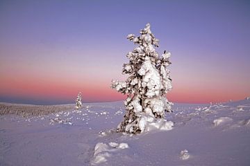 Verschneite Tanne im Morgenrot by Wiltrud Schwantz