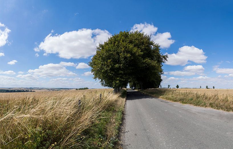 Straße, die zwischen den Getreidefeldern mit großen Eichen in der Landschaft von Dorset England verl von Leoniek van der Vliet
