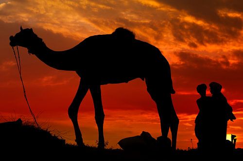 Pushkar Camel Market