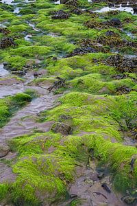 Seaweed