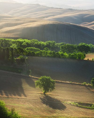 Prachtige verlichting boven de bomen. Toscane