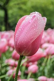 Tulip by .  cathenco