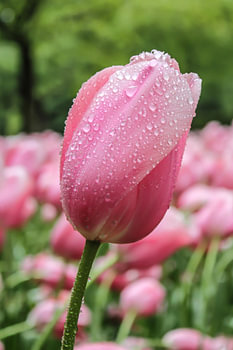Tulp