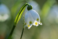 Perce-neige