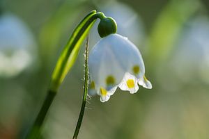 Blüte