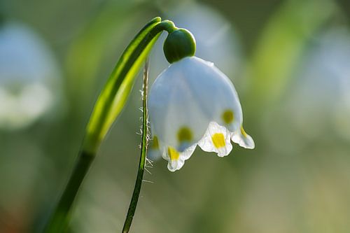 Snowdrops