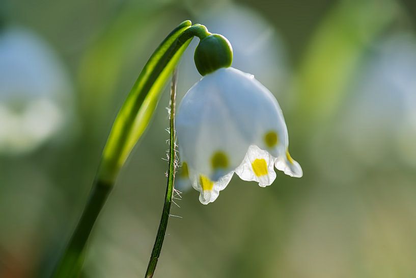Snowdrops by Ralf Hickmann