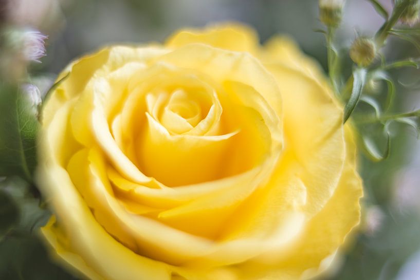 Geel roos van Vliner Flowers