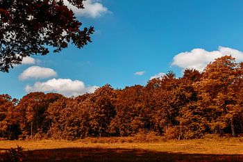 Open veld met bomen in Heiloo