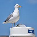 Koen la mouette par M DH Aperçu