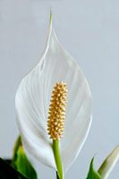 Lepelplant
