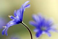 Anemone