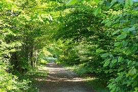 Waldweg von Christina Neuhaus-Petrosino