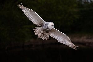 Schneeeule im Flug.