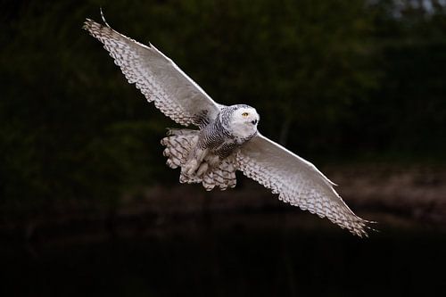 Sneeuwuil in de vlucht.