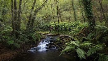 River Across a Rainforest in Galicia, Spain
