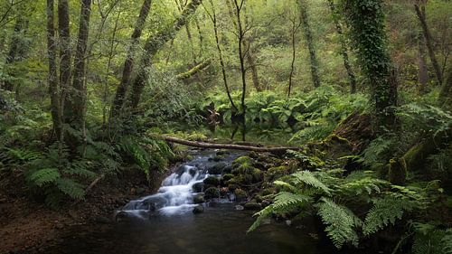 Ein Fluss durch einen Regenwald in Galicien, Spanien